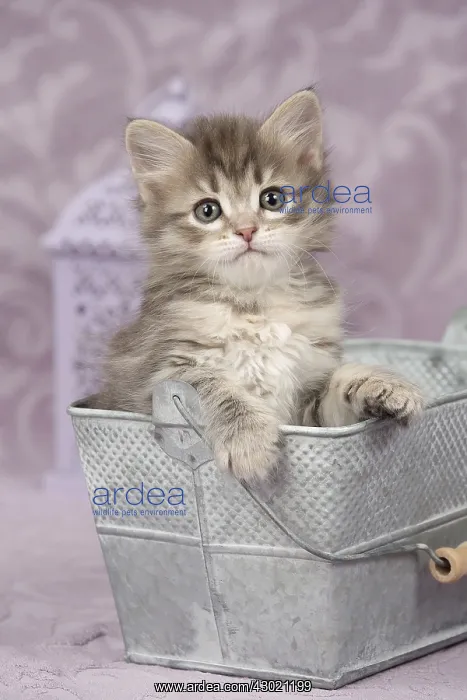  : Cat Siberian 8 week old kitten