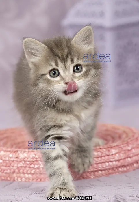  : Cat Siberian 8 week old kitten