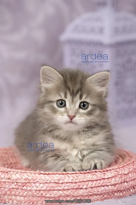  : Cat Siberian 8 week old kitten