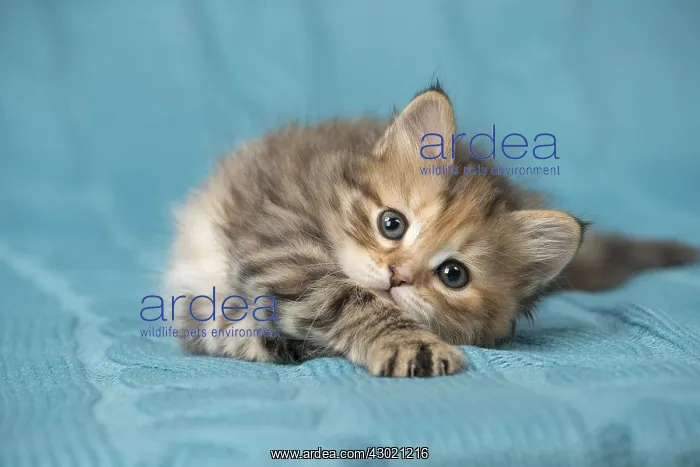  : Cat Siberian 8 week old kitten