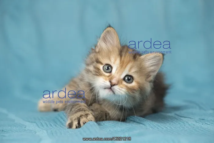  : Cat Siberian 8 week old kitten
