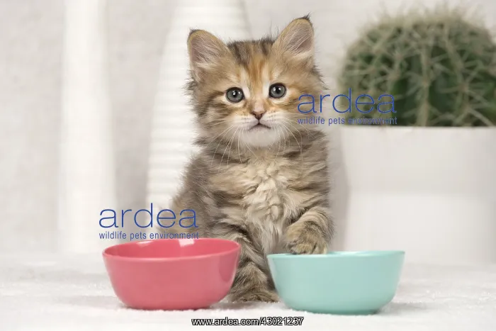  : Cat Siberian 8 week old kitten