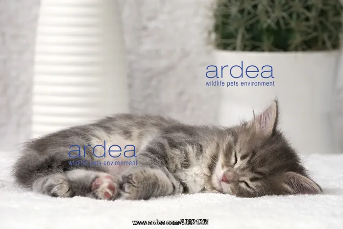  : Cat Siberian 8 week old kitten