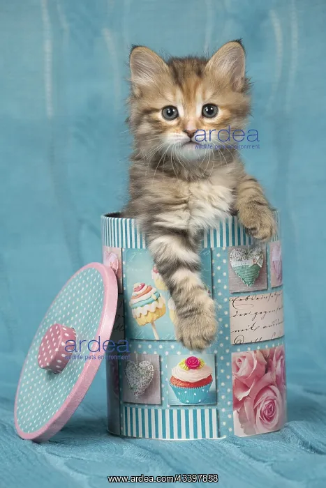  : Cat Siberian 8 week old kitten