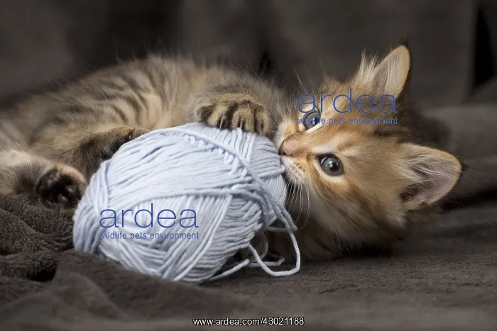  : Cat Siberian 8 week old kitten ball of wool