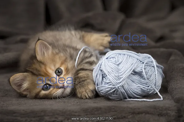  : Cat Siberian 8 week old kitten ball of wool