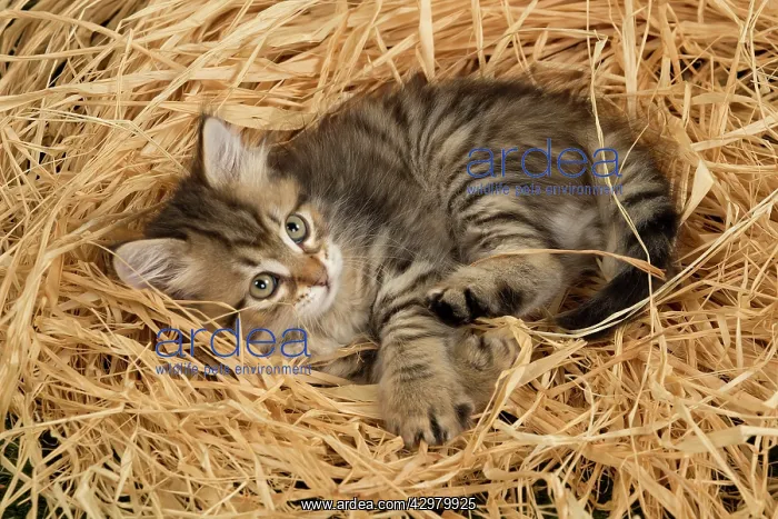 : Cat - Siberian - 8 week old kitten - in straw bed : Cat - Siberian - 8 week old kitten - in straw bed