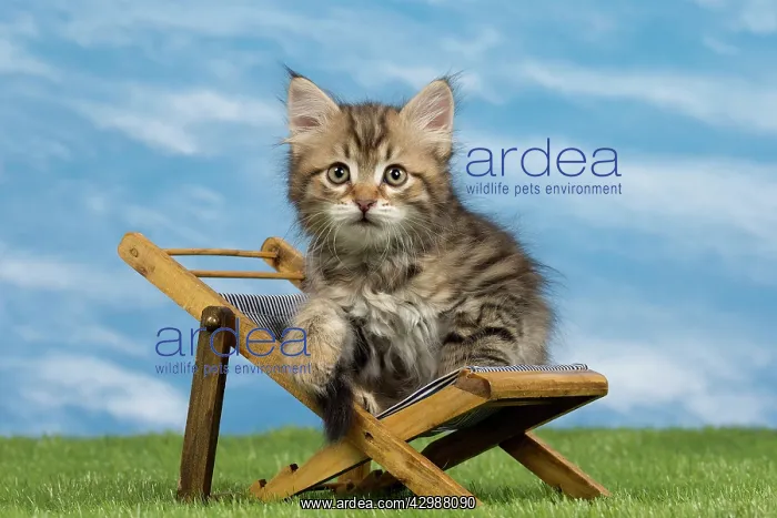 : Cat - Siberian - 8 week old kitten on toy deck chair : Cat - Siberian - 8 week old kitten on toy deck chair