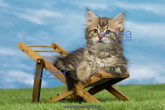 : Cat - Siberian - 8 week old kitten on toy deck chair : Cat - Siberian - 8 week old kitten on toy deck chair