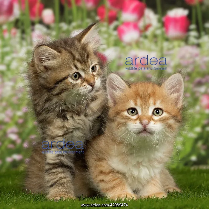  : Cat - Siberian - 8 week old kittens