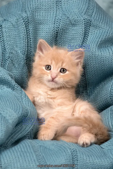  : Cat Siberian 8 week old kittens