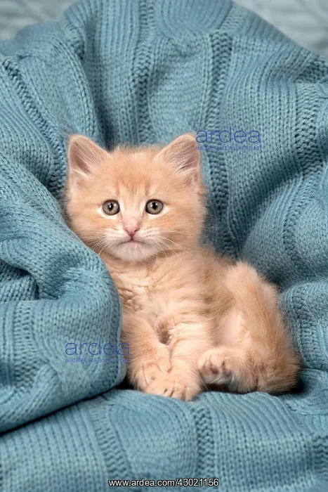  : Cat Siberian 8 week old kittens