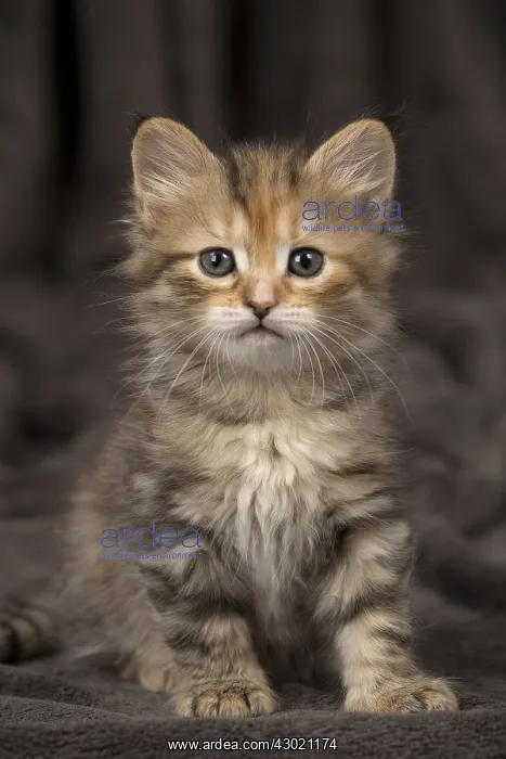  : Cat Siberian 8 week old kittens