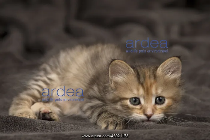  : Cat Siberian 8 week old kittens