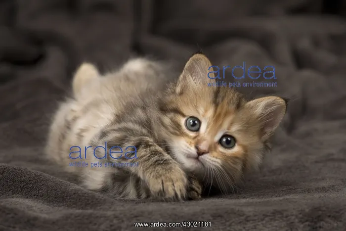  : Cat Siberian 8 week old kittens