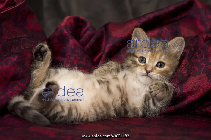  : Cat Siberian 8 week old kittens