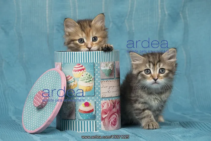  : Cat Siberian 8 week old kittens