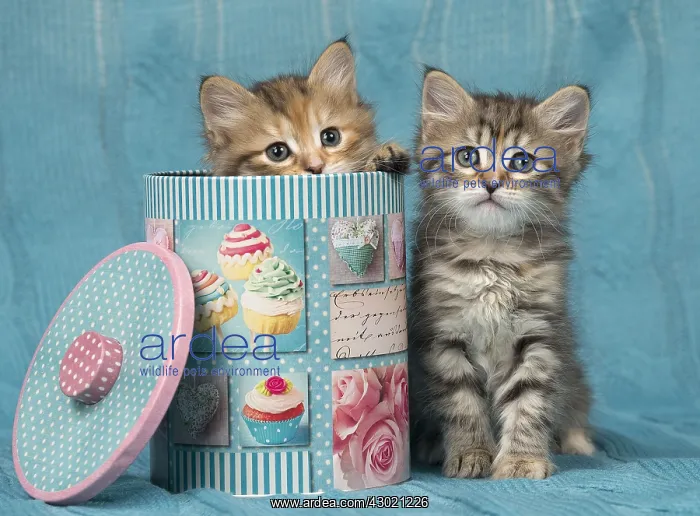  : Cat Siberian 8 week old kittens