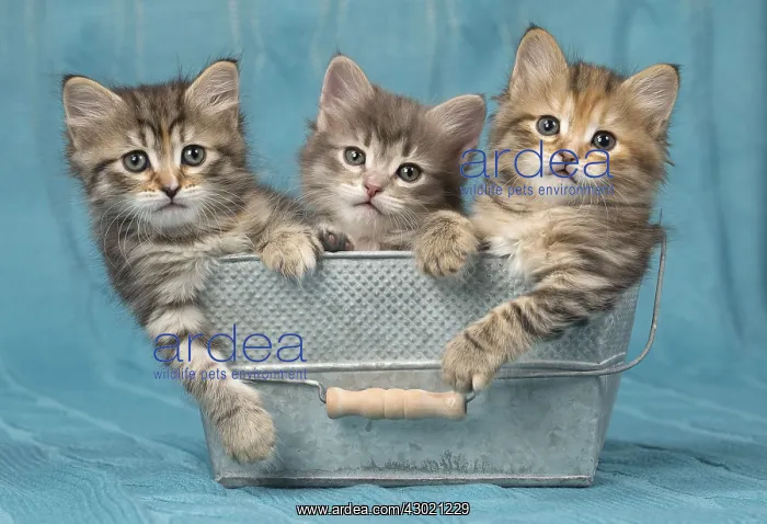  : Cat Siberian 8 week old kittens