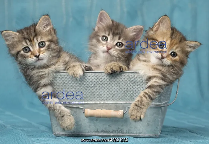  : Cat Siberian 8 week old kittens