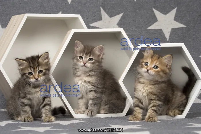  : Cat Siberian 8 week old kittens