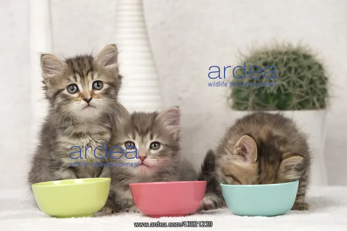  : Cat Siberian 8 week old kittens