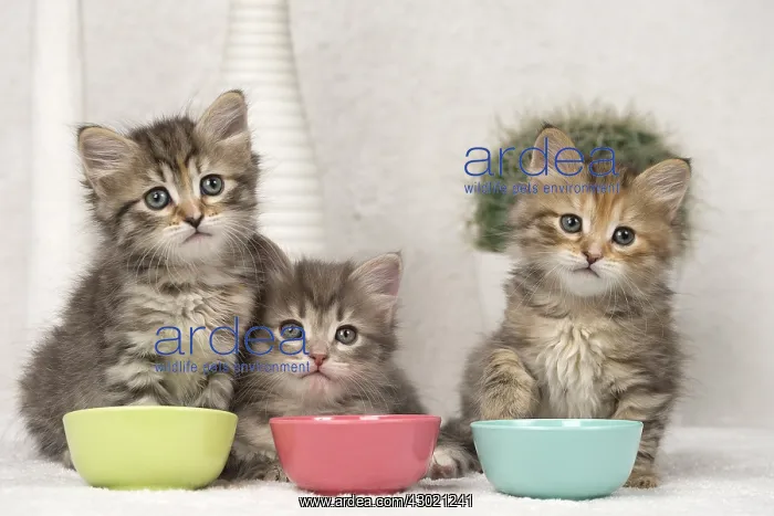  : Cat Siberian 8 week old kittens