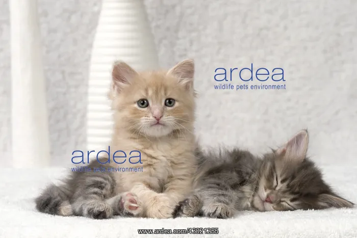  : Cat Siberian 8 week old kittens