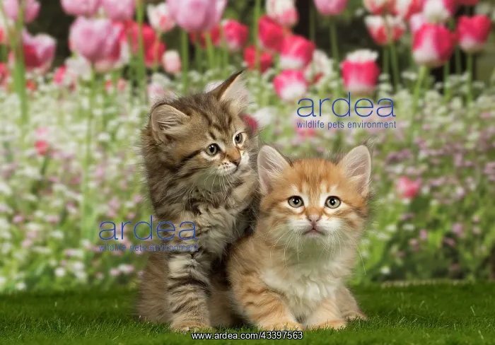  : Cat - Siberian - 8 week old kittens