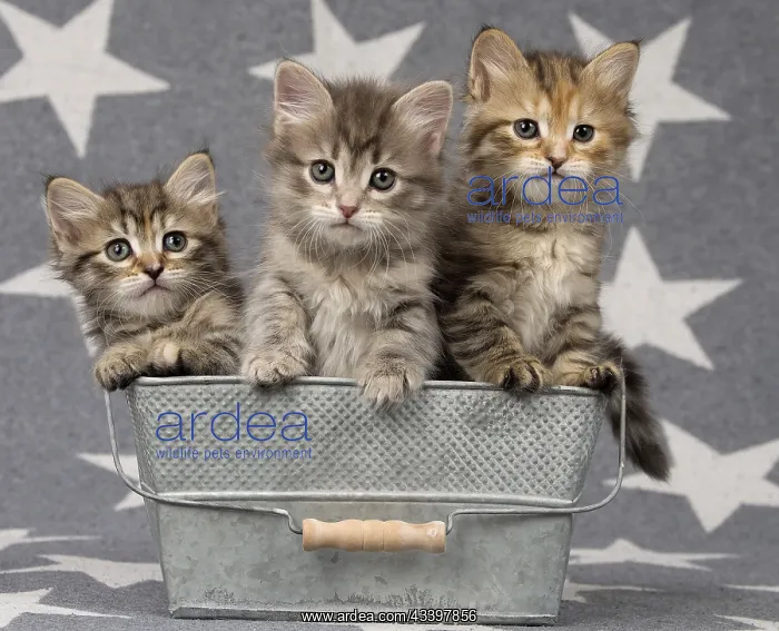  : Cat Siberian 8 week old kittens