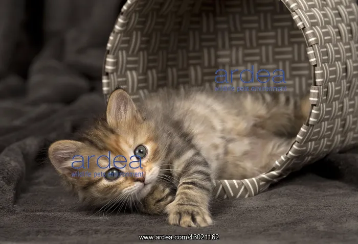  : Cat Siberian 8 week old kittens in basket