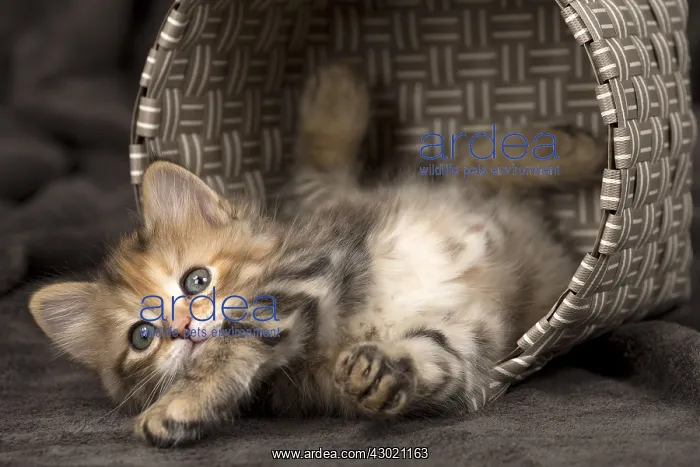  : Cat Siberian 8 week old kittens in basket