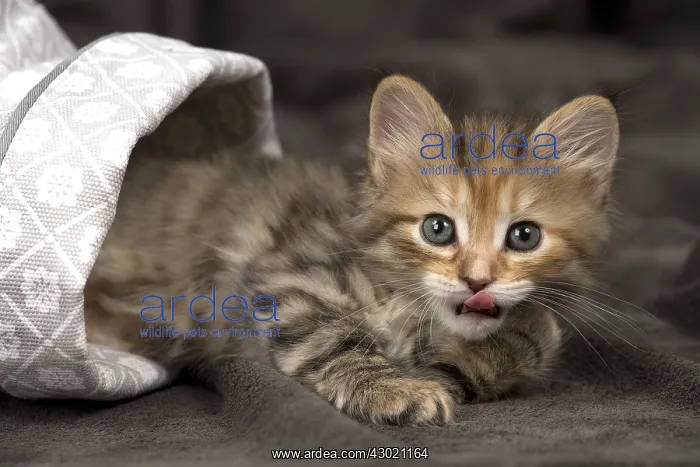  : Cat Siberian 8 week old kittens in basket