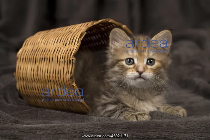  : Cat Siberian 8 week old kittens in basket