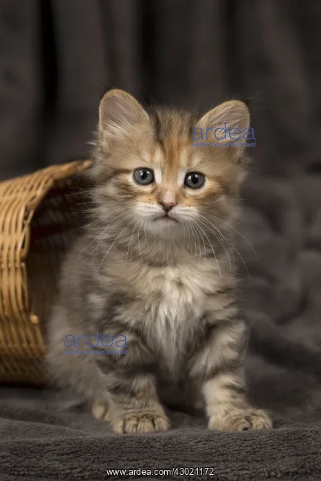  : Cat Siberian 8 week old kittens in basket