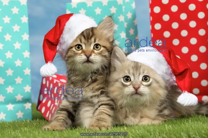 : Cat - Siberian - 8 week old kittens with party : Cat - Siberian - 8 week old kittens with party