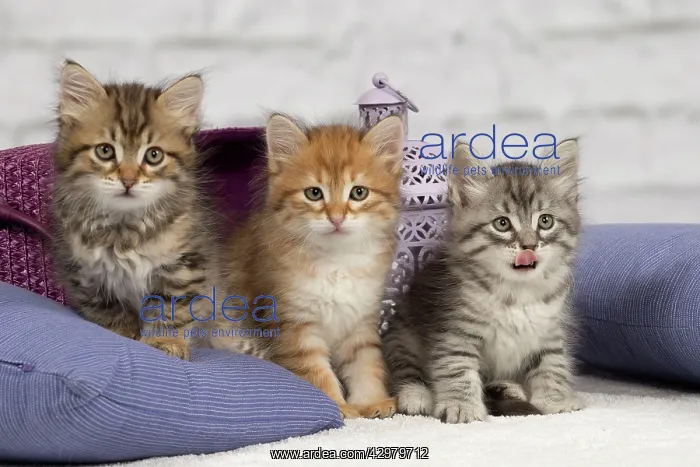 : Cat - Siberian - 8 week old kittens - playing with : Cat - Siberian - 8 week old kittens - playing with