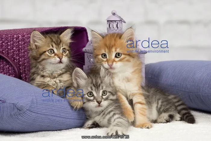 : Cat - Siberian - 8 week old kittens - playing with : Cat - Siberian - 8 week old kittens - playing with