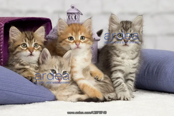  : Cat - Siberian - 8 week old kittens - playing with
