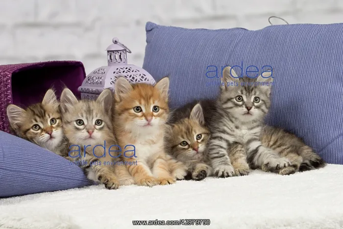 : Cat - Siberian - 8 week old kittens - playing with : Cat - Siberian - 8 week old kittens - playing with
