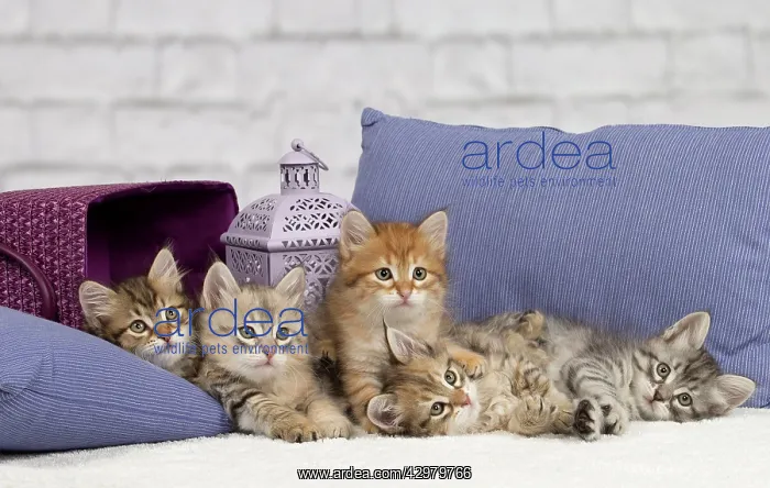 : Cat - Siberian - 8 week old kittens - playing with : Cat - Siberian - 8 week old kittens - playing with