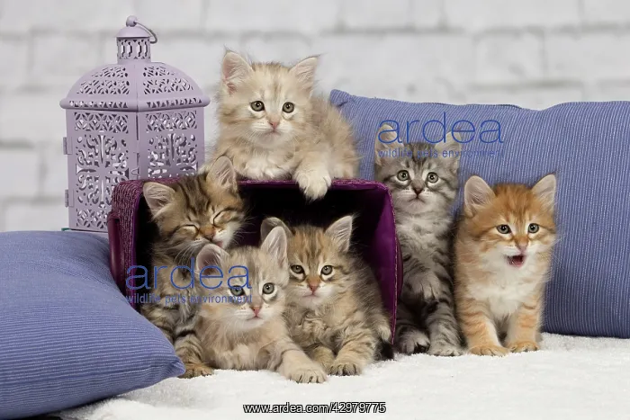 : Cat - Siberian - 8 week old kittens - playing with : Cat - Siberian - 8 week old kittens - playing with
