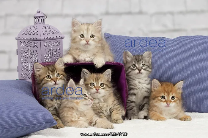 : Cat - Siberian - 8 week old kittens - playing with : Cat - Siberian - 8 week old kittens - playing with
