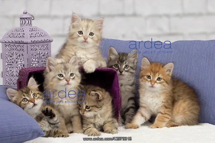 : Cat - Siberian - 8 week old kittens - playing with : Cat - Siberian - 8 week old kittens - playing with