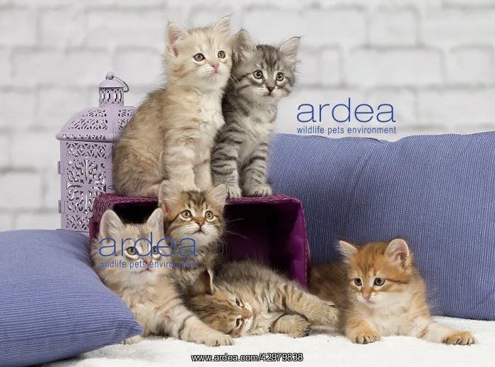 : Cat - Siberian - 8 week old kittens - playing with : Cat - Siberian - 8 week old kittens - playing with
