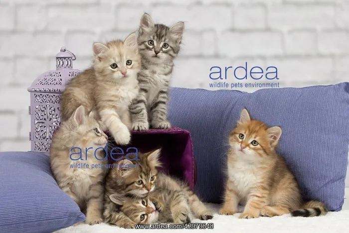 : Cat - Siberian - 8 week old kittens - playing with : Cat - Siberian - 8 week old kittens - playing with