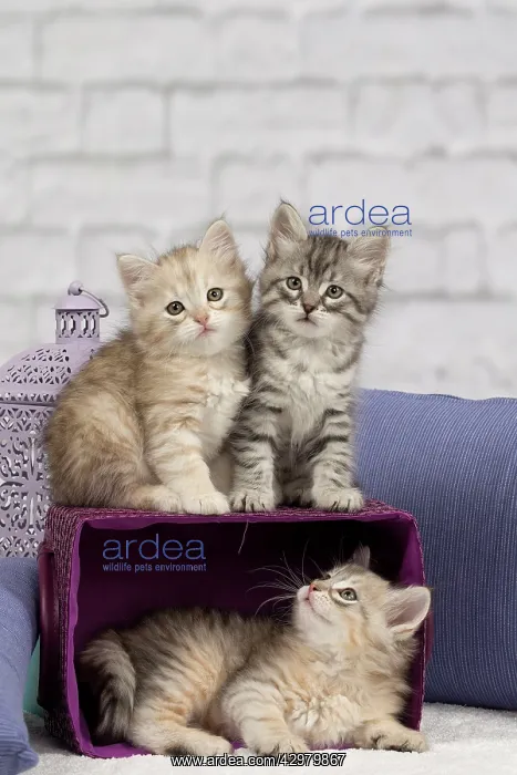 : Cat - Siberian - 8 week old kittens - playing with : Cat - Siberian - 8 week old kittens - playing with
