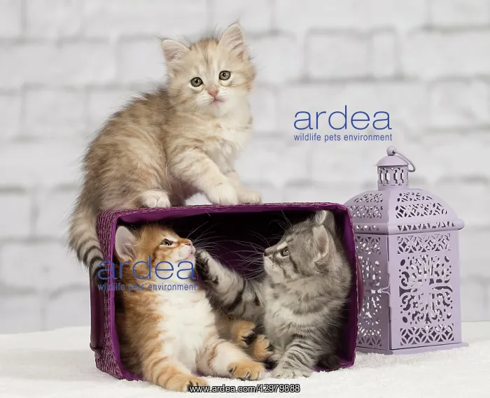 : Cat - Siberian - 8 week old kittens - playing with : Cat - Siberian - 8 week old kittens - playing with