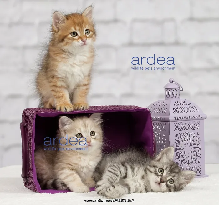 : Cat - Siberian - 8 week old kittens - playing with : Cat - Siberian - 8 week old kittens - playing with