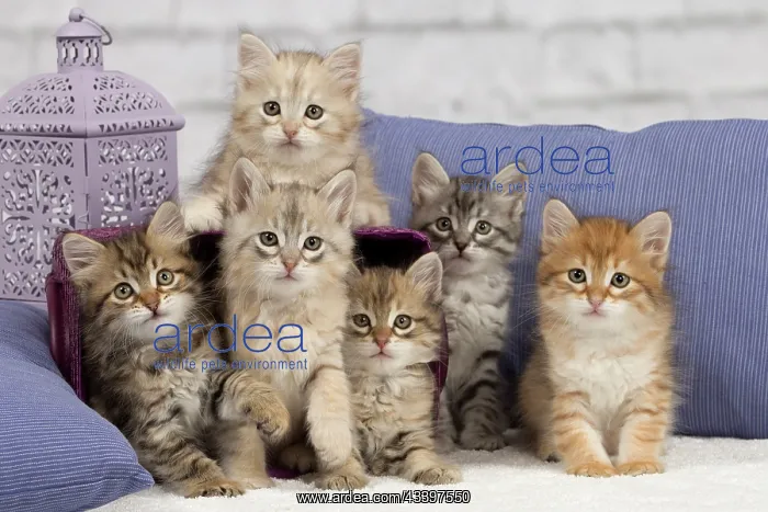 : Cat - Siberian - 8 week old kittens - playing with : Cat - Siberian - 8 week old kittens - playing with